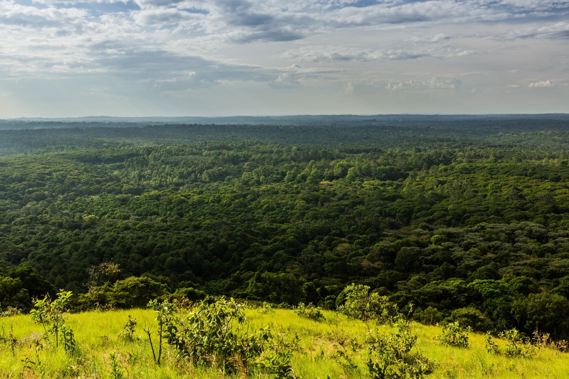 A Reserva Nacional da Floresta de Kakamega